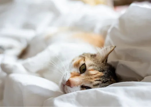 Katt som sover i ett vitt täcke